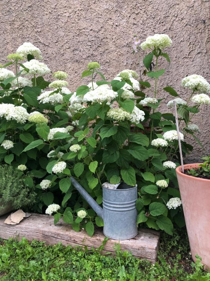 Bed and Breakfast Lulu En Provence LʼIsle-sur-la-Sorgue Exterior foto